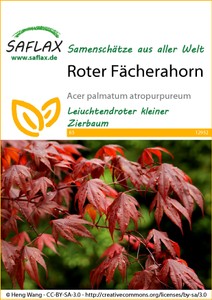 Roter Fächerahorn