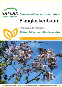 Blauglockenbaum