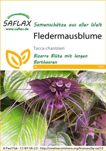 Fledermausblume