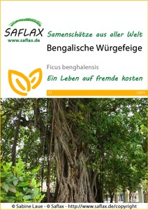 fiederpolster saatgut Cotula / Leptinella squalida 'Minima' / Fiederpolster