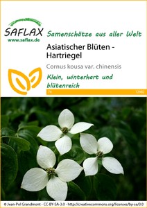 Asiatischer Blüten-Hartriegel