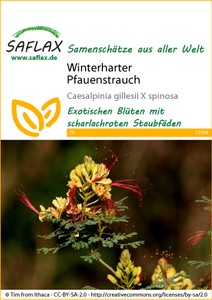 Winterharter Pfauenstrauch