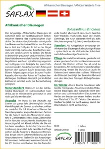 Afrikanischer Blauregen | Exotische Samen von Saflax