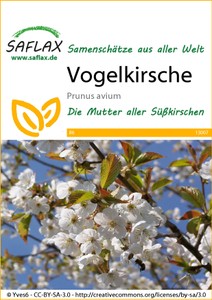 Vogelkirsche