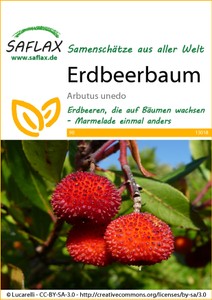 Erdbeerbaum Erdbeerbaum