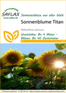 Sonnenblume Titan F1 Sonnenblume Titan F1