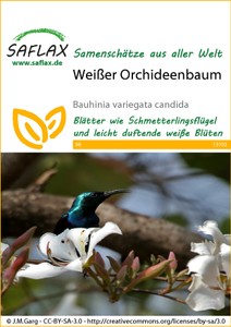 Weißer Orchideenbaum
