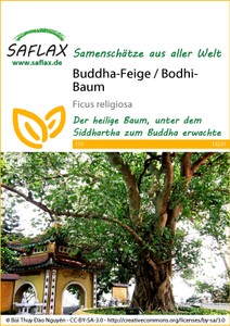Buddha-Feige