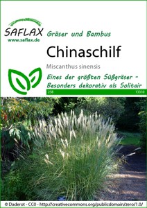 Chinaschilf Chinaschilf