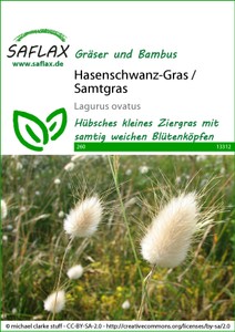 Hasenschwanz-Gras (Samtgras) Hasenschwanz-Gras (Samtgras)