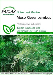 Moso Riesenbambus Moso Riesenbambus