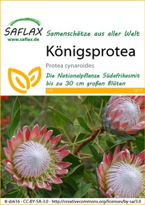 Königsprotea