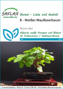 Weißer Maulbeerbaum