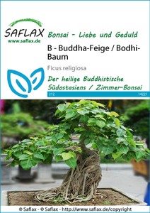 Buddha-Feige (Bodhi-Baum)