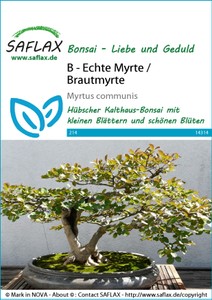 Echte Myrte