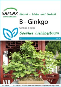 Ginkgo