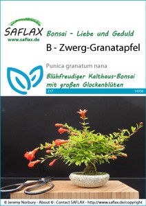 Zwerg-Granatapfel