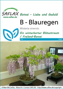 Blauregen