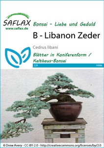 Libanon Zeder
