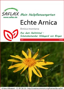 Echte Arnica Echte Arnica