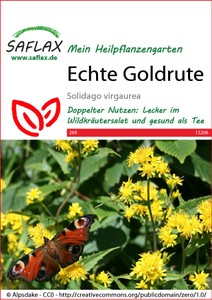 Echte Goldrute Echte Goldrute