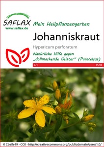 Johanniskraut
