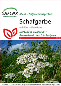 Schafgarbe