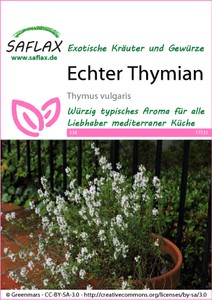 Echter Thymian