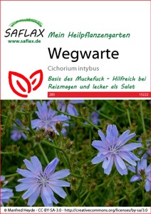 Wegwarte