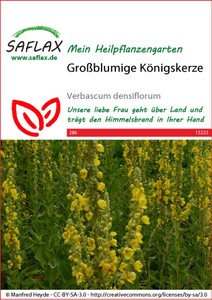 Großblumige Königskerze