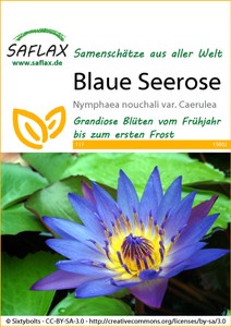 Blaue Seerose