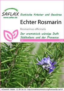 Echter Rosmarin