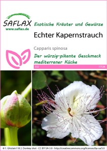 Echter Kapernstrauch
