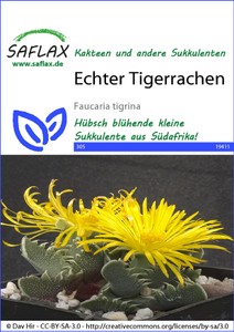 Kaktus Echter Tigerrachen Kaktus Echter Tigerrachen