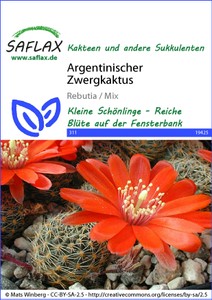 Argentinischer Zwergkaktus