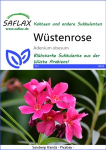Wüstenrose