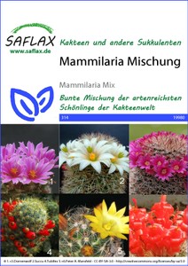 Kaktus Mammilaria Mischung