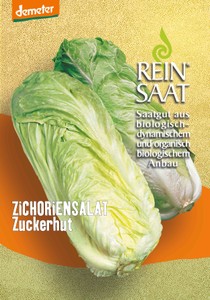 BIO Zichorie Zuckerhut