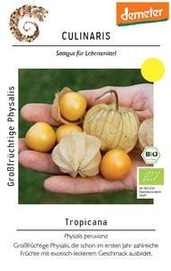 BIO Großfrüchtige Physalis Tropicana (Pa 1517-033) BIO Großfrüchtige Physalis Tropicana (Pa 1517-033)