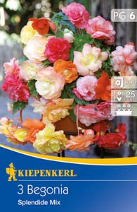 Begonie Splendid Mix