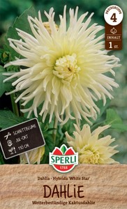 Dahlie White Star (1 Stück)