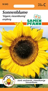 Sonnenblume Gigant Sonnenblume Gigant