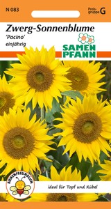 Zwergsonnenblume Pacino Zwergsonnenblume Pacino