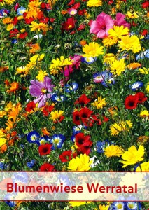 Blumenwiese Werratal (1 kg)