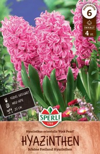 Hyazinthe Pink Pearl (4 Stück)