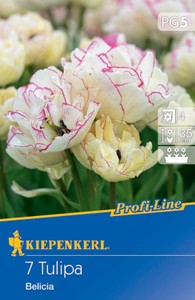 Mehrblütige Tulpe Belicia (7 Stück)