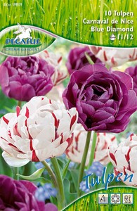 Tulpe Carnaval de Nice &amp; Blue Diamond (10 Stück)