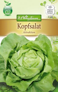 Kopfsalat Attraktion Kopfsalat Attraktion