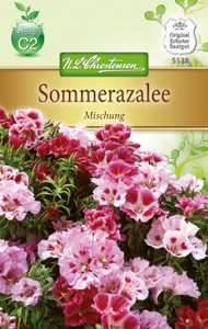 Sommerazalee Mischung