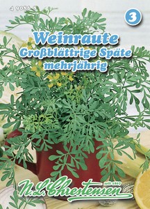 Weinraute Großblättrige Späte